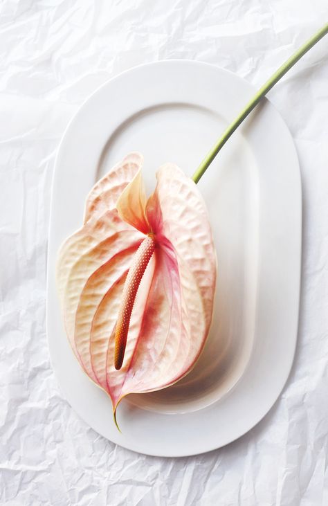 Hvordan balansere hormoner naturlig i overgangsalderen