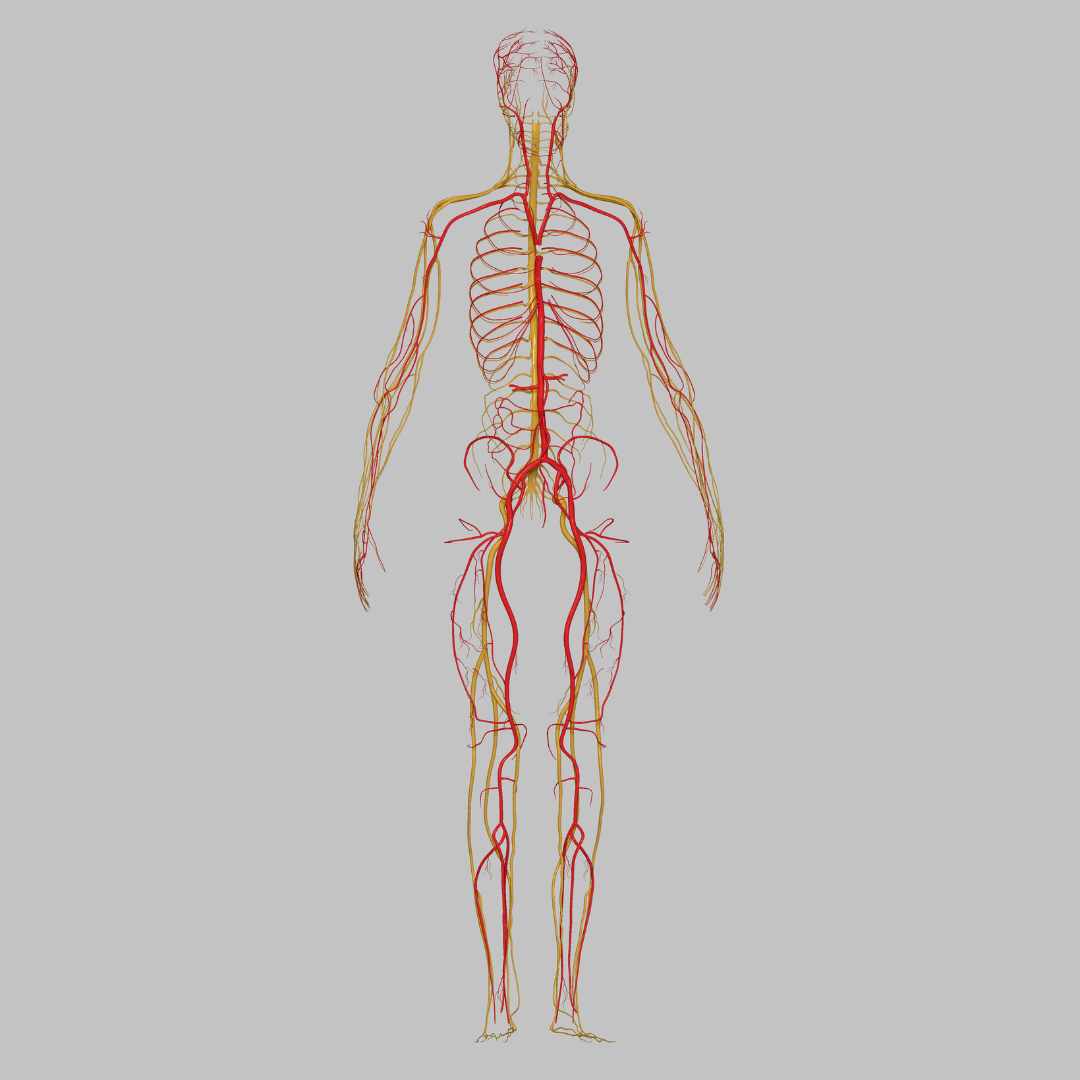 Vagusnerven er nøkkelen til et balansert nervesystem og et sunt sexliv