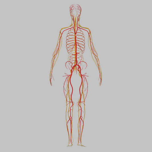 Vagusnerven er nøkkelen til et balansert nervesystem og et sunt sexliv